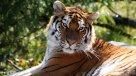Un tigre mató a cuidador de un zoológico acusado de vender vino con huesos de tigre