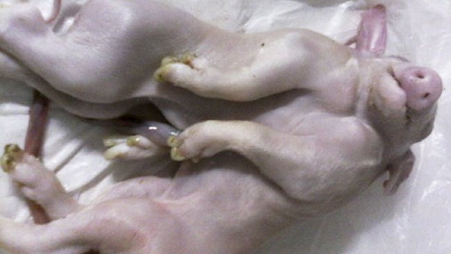 Un cerdo con una cabeza y dos cuerpos nació en el oeste de Cuba