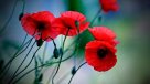 La Historia es Nuestra: Las Amapolas, el opio y las guerras
