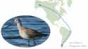 Este fin de semana se celebra el Día Mundial de las aves migratorias
