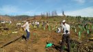 Preocupación por cierre de aserraderos tras incendios forestales en el Maule