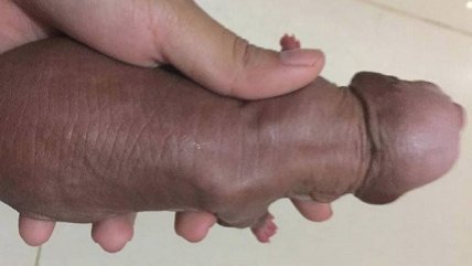   Hombre mostró a su nuevo perro en redes sociales y lo censuraron porque parecía otra cosa 