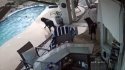 Conmovedor viral: Perro salvó a su compañero de aventuras de ahogarse en una piscina