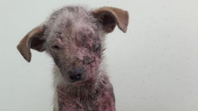 PDI arrestó a pareja que botó a la calle a un perrito con sarna