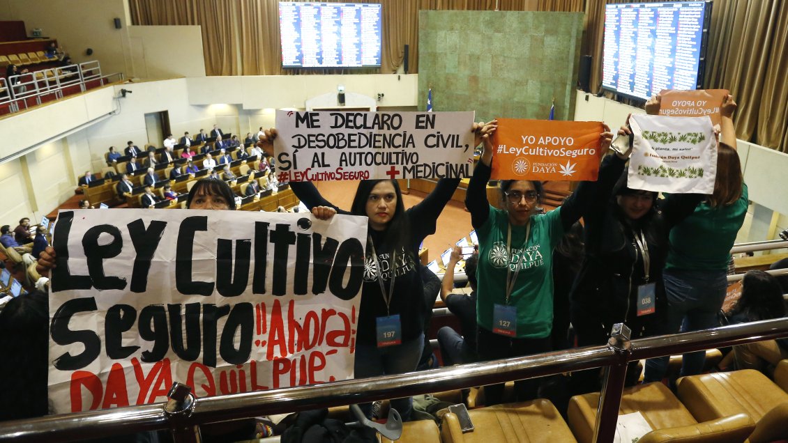 Proyecto sobre cannabis medicinal fue aprobado por diputados y pasó al Senado