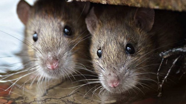 Escuela de Puerto Montt fue clausurada por plaga de ratones