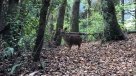 SAG y USS liberaron varios animales tras atenciones médicas