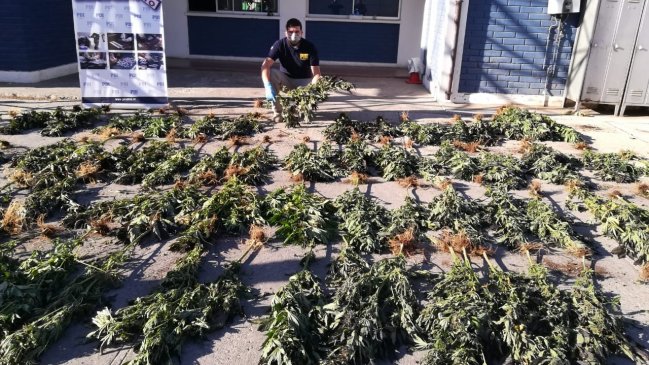 PDI incautó 84 mil dosis de marihuana en Los Vilos