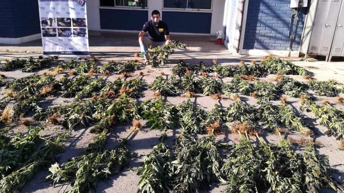 PDI incautó 84 mil dosis de marihuana en Los Vilos