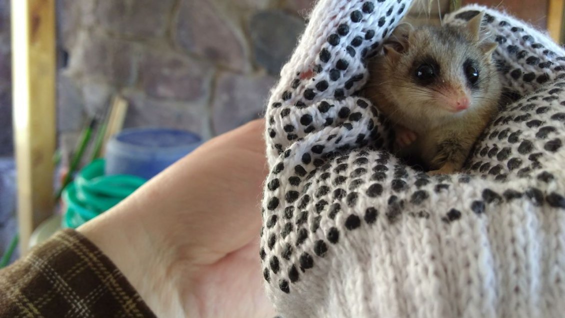 Vicuña: Liberan a llacas que fueron rescatadas desde basurero