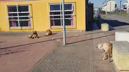 Vecinos de San Pedro de la Paz denuncian ataques constantes de perros callejeros