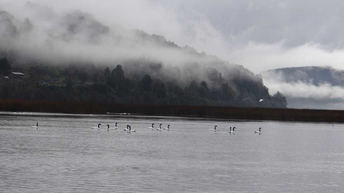 Diez humedales de Los Ríos son priorizados en plan nacional de protección