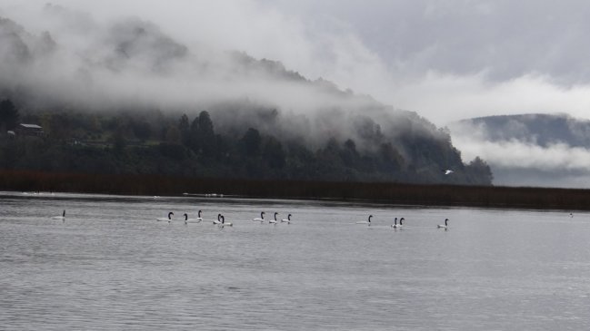 Diez humedales de Los Ríos son priorizados en plan nacional de protección
