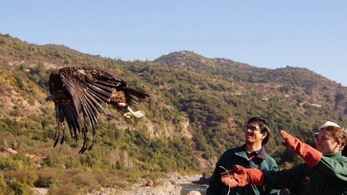 Voló alto: Águila chilena fue rehabilitada y liberada en Chacayes