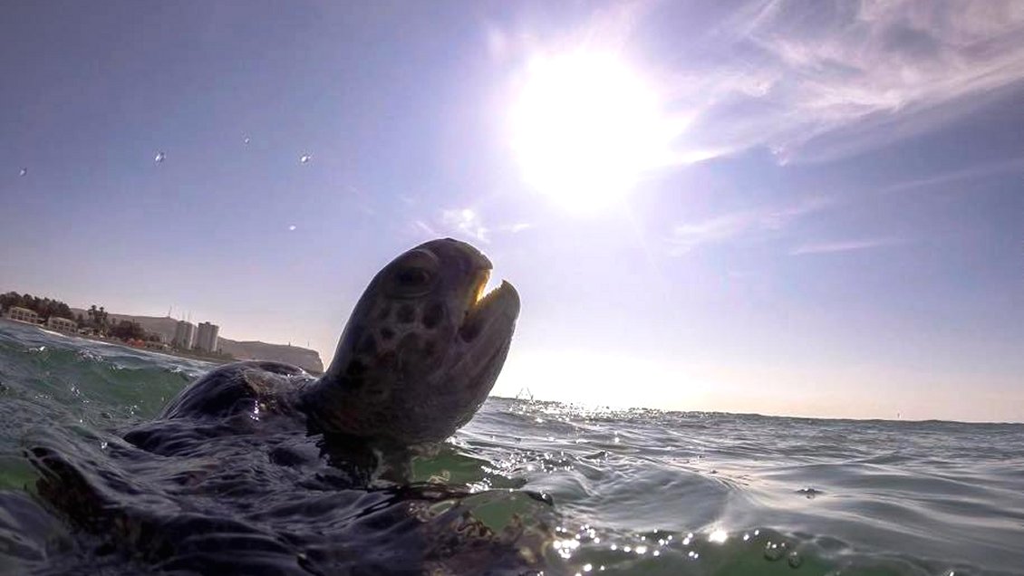 Tortugas marinas de Arica podrían desaparecer en los próximos dos años