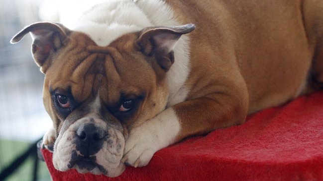 Mujer sorprendió a un hombre desnudo con su perro: Era el amante de su marido