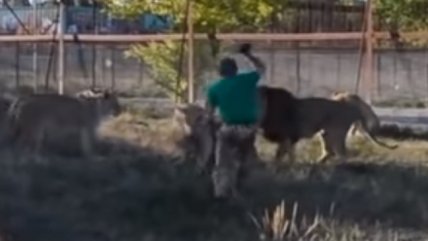 Ruso espantó a siete leones sólo con su chala derecha