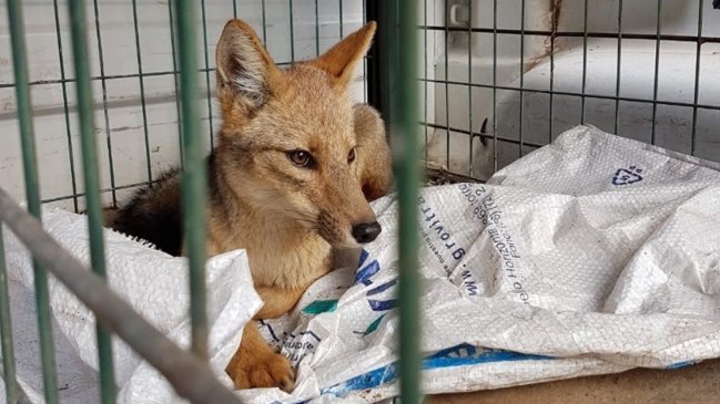 Hermoso zorro culpeo fue capturado tras merodear por una semana en las calles Rancagua
