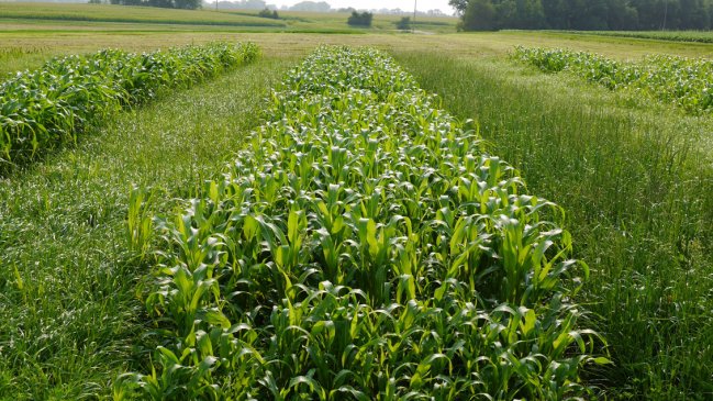  Argentina aprobó variedad de alfalfa genéticamente modificada  