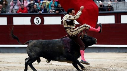   Torero sufrió grave herida tras violenta cornada en el muslo 