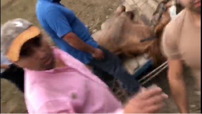 Valiente defensor de los animales de Los Andes: 