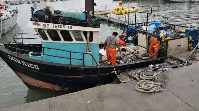 Arica: Detienen a embarcación peruana sorprendida con tres toneladas de tiburón azulejo en aguas chilenas