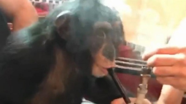 Popular youtuber es repudiado por hacer fumar a un mono