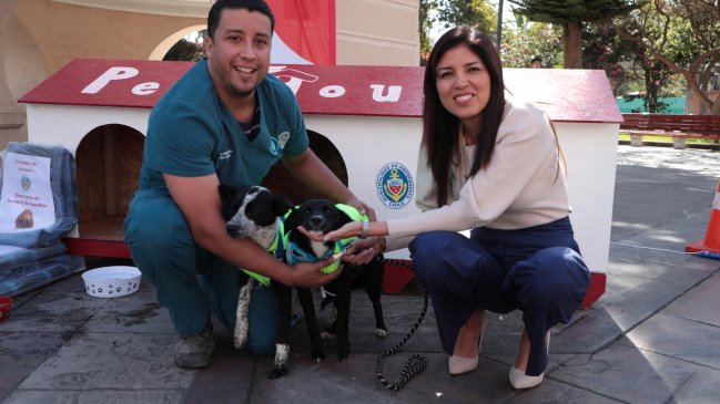 Antofagasta: Instalarán casitas de resguardo para perros en situación de calle