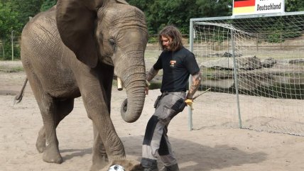 La elefanta Nelly es la sucesora del pulpo Paul en Alemania