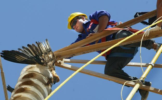 Impacto de ave con alimentador de energía dejó a cientos de clientes sin luz en Iquique