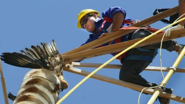 Impacto de ave con alimentador de energía dejó a cientos de clientes sin luz en Iquique