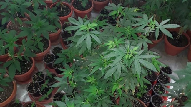 Detienen a hombre con más de 180 plantas de marihuana en Alto Hospicio