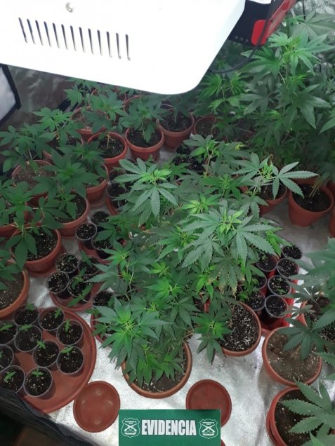 Detienen a hombre con más de 180 plantas de marihuana en Alto Hospicio