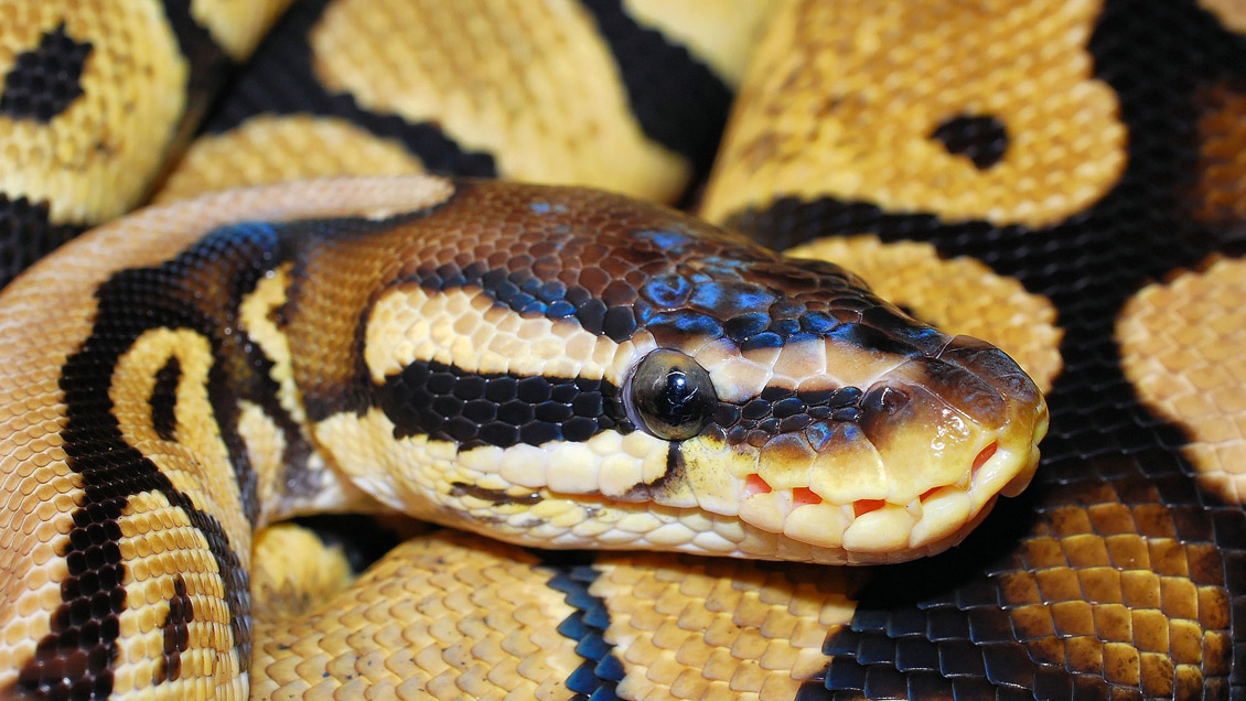 Indonesia: Encuentran a una mujer en el interior de una pitón