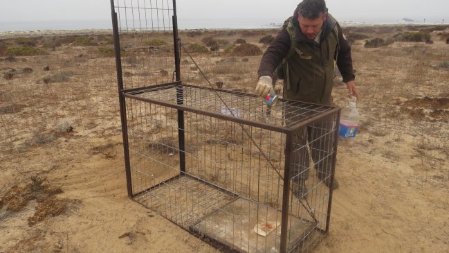 Atacama: Realizan captura de perros abandonados en Parque Nacional Llanos del Challe