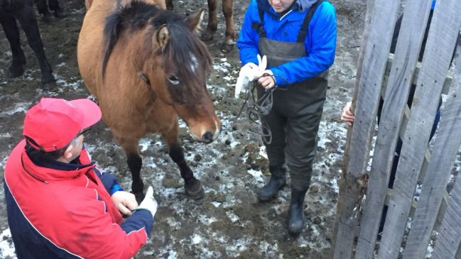 Punta Arenas: Advierten con subastar caballos retirados desde la vía pública