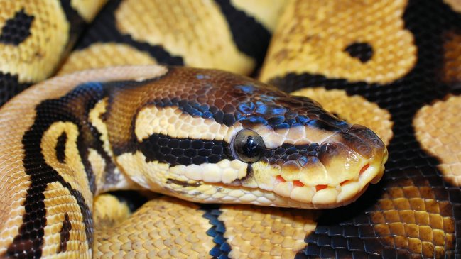 Indonesia: Encuentran a una mujer en el interior de una pitón