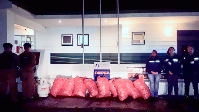 Punta Arenas: Decomisaron 230 kilos de centolla procesada