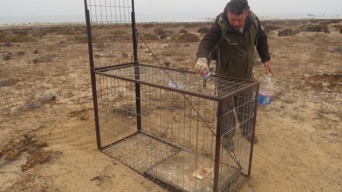 Atacama: Realizan captura de perros abandonados en Parque Nacional Llanos del Challe