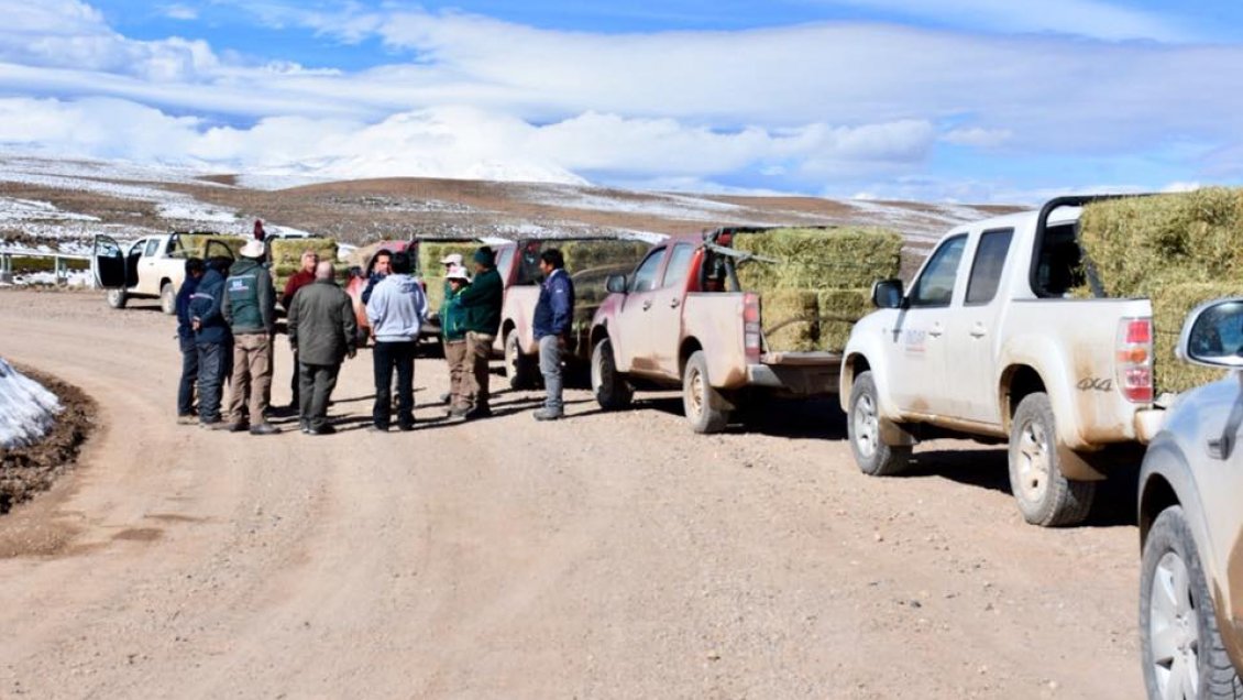 Entregan forraje a ganaderos agrícolas de Arica y Parinacota