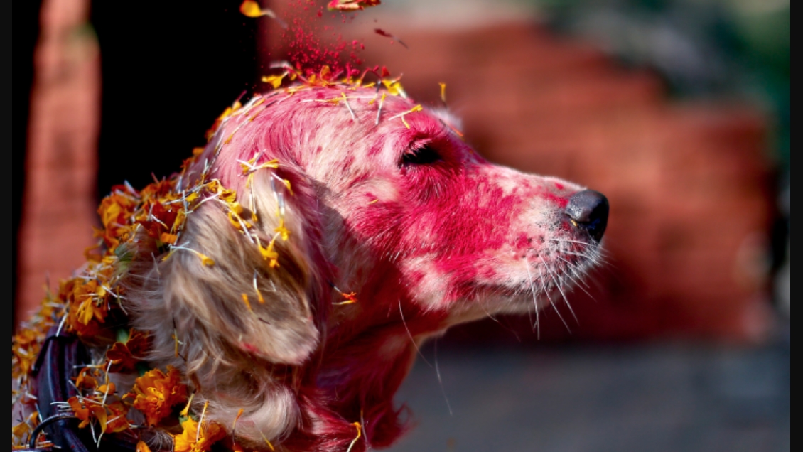 Miles de chinos protestaron contra el festival de la carne de perro