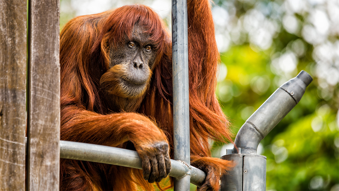 Falleció el orangután más viejo del mundo en Australia