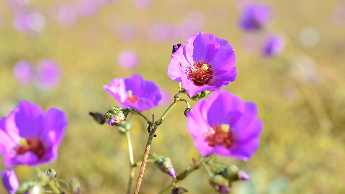 Región de Atacama: El Desierto Florido tendrá zona protegida