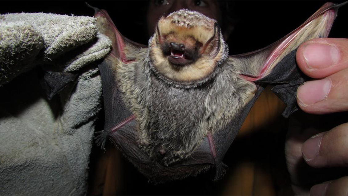 Reserva Nacional Las Chinchillas logró importante certificación por proteger a los murciélagos