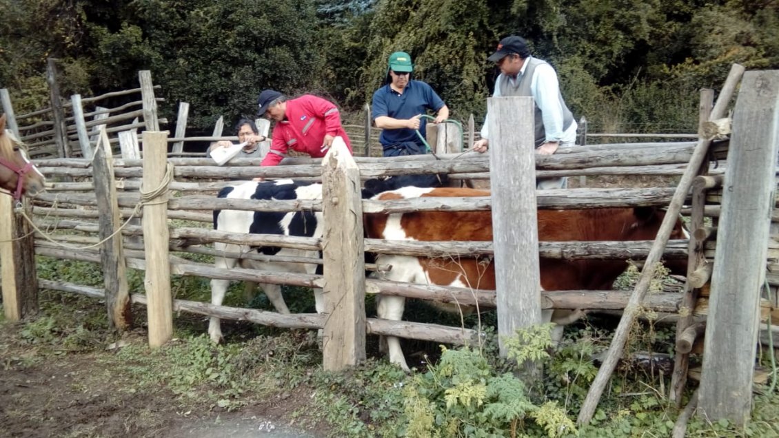 Cobquecura: Detectan al menos de diez muertes de animales por carbunclo