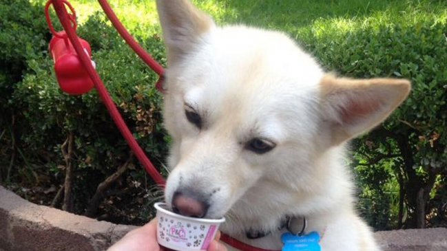 El insólito helado para perros que es un paso más hacia la humanización de las mascotas