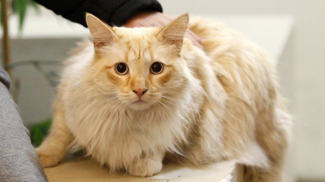 Hombre mató a más de mil gatos para hacer empanadas