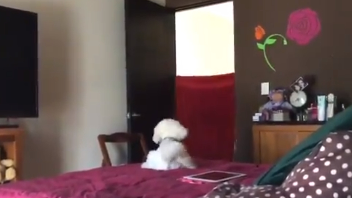 La divertida tendencia viral de engañar a los perros con una frazada