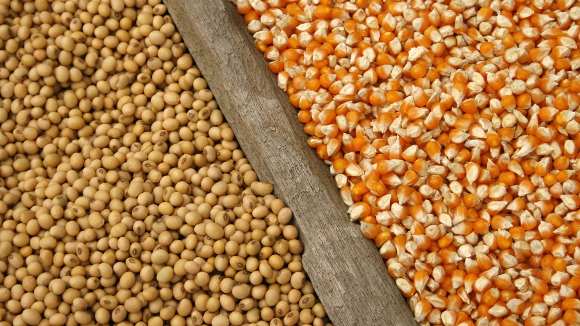 Argentina perdió 5.895 millones dólares en exportación soja y maíz por sequía