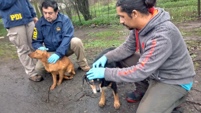 Cerraron perrera en Chillán tras graves denuncias de maltrato